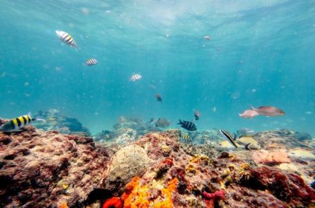 Deep-Sea Crisis: Can the ISA Regain Control of the Deep Ocean?