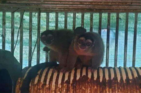 PETA applauds GOP lawmakers’ demand to halt NIH funding for ‘cruel’ overseas animal testing