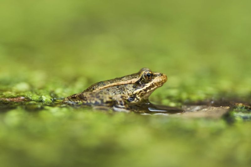  AI detects sound of frog species threatened in Southern California